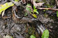 Triturus cristatus