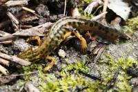 Lissotriton vulgaris