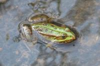 Pelophylax