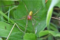 Cheiracanthium punctorium