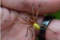 Cheiracanthium punctorium