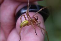 Cheiracanthium punctorium