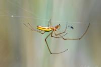 Tetragnatha extensa