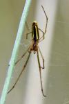 Tetragnatha extensa