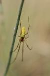 Tetragnatha extensa