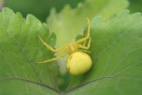 Misumena vatia