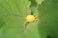 Misumena vatia
