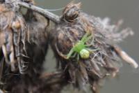 Ebrechtella tricuspidata