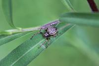 Nuctenea umbratica