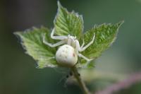 Misumena vatia
