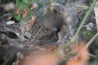 Agelena labyrinthica