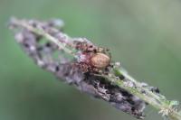 Larinioides