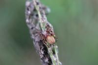 Larinioides