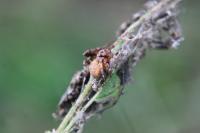 Larinioides