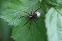 Pardosa
