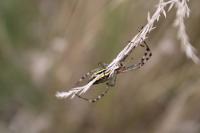 Argiope bruennichi