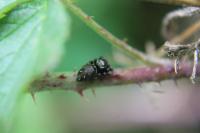 Heliophanus kochii