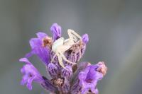 Misumena vatia