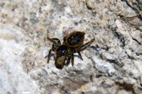 Carrhotus xanthogramma