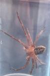 Olios argelasius