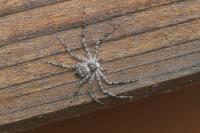 Philodromus margaritatus