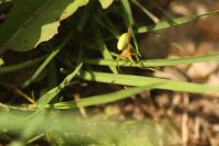 Araniella cucurbitina