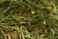 Araniella cucurbitina
