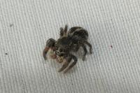 Pellenes tripunctatus