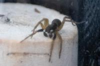 Aulonia albimana