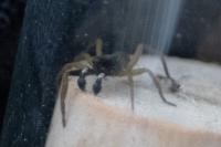 Aulonia albimana