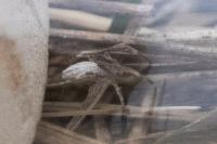 Uloborus walckenaerius