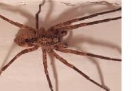 Zoropsis spinimana