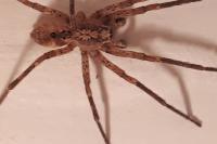 Zoropsis spinimana