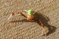 Ebrechtella tricuspidata
