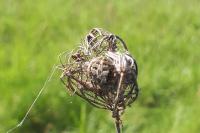 Agalenatea redii