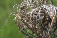 Agalenatea redii