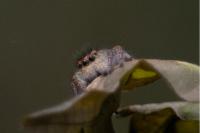 Carrhotus xanthogramma