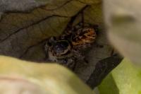 Carrhotus xanthogramma