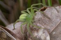 Micrommata virescens