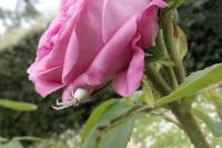 Misumena vatia
