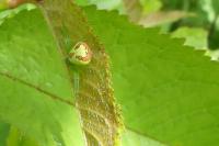Ebrechtella tricuspidata