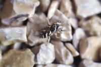 Salticus scenicus