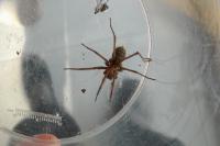 Eratigena