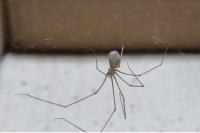 Pholcus phalangioides