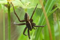 Dolomedes fimbriatus