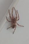 Zoropsis spinimana