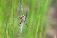 Argiope bruennichi