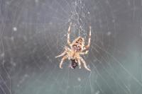 Araneus diadematus