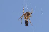 Araneus diadematus