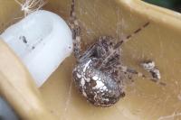 Araneus diadematus